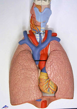 Lung Model with Heart, Larynx and Diaphragm Photo