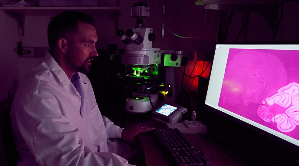 Researcher examines brain on computer monitor