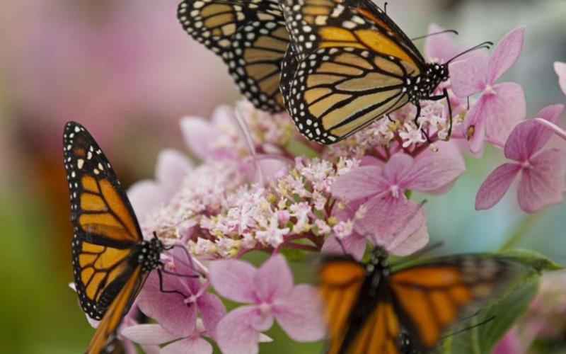 monarch butterflies