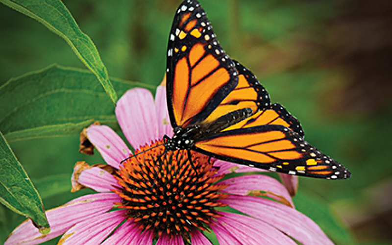 butterfly on lazy susan