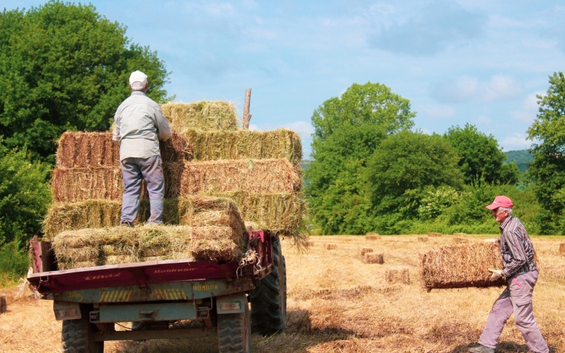 farmers with hay