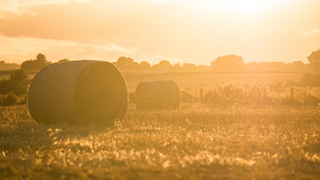 Field with Sunset and Hay 