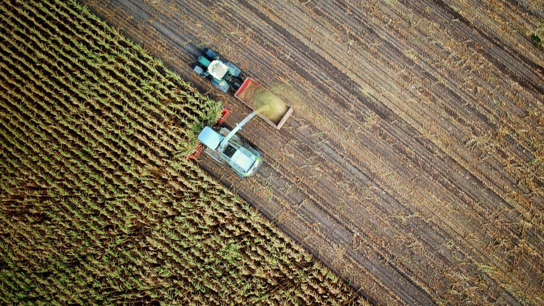 Crop harvest