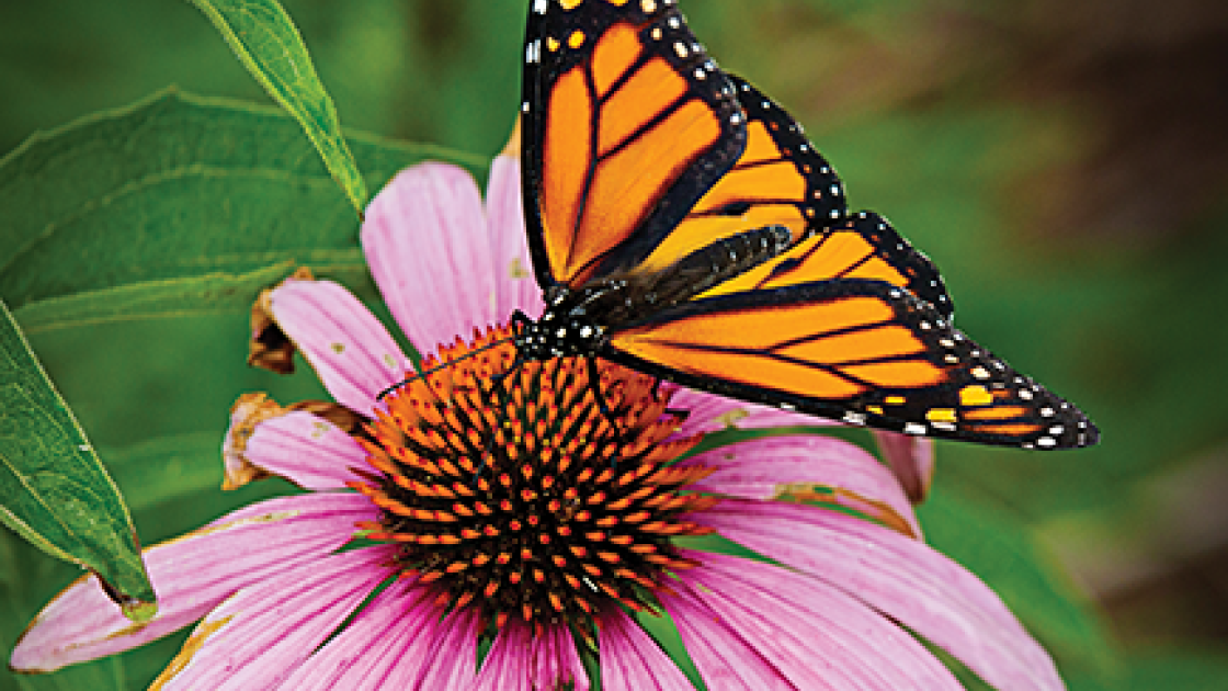 butterfly on lazy susan