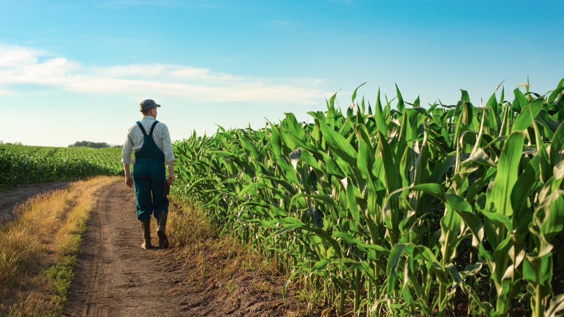 Farmer walking by corn field