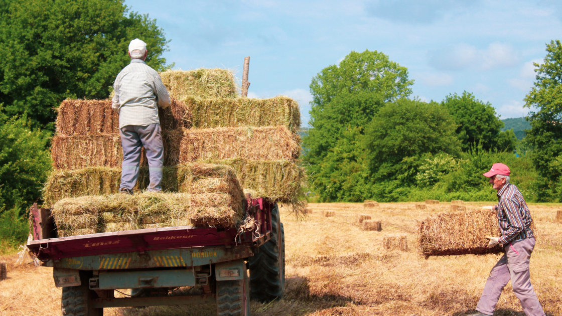 farmers with hay