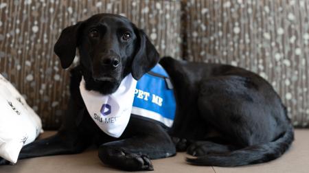 Photo of Care-A-Van Therapy Dog - Kevin