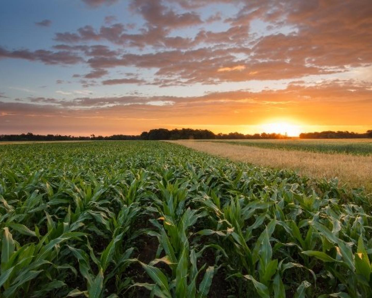 blog-farm-family
