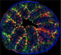 Microbiology image