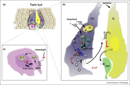 immune responses to drugs shape peripheral taste signals