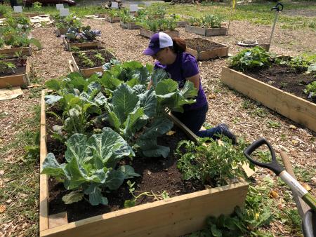 SIU Medicine staff work in community garden