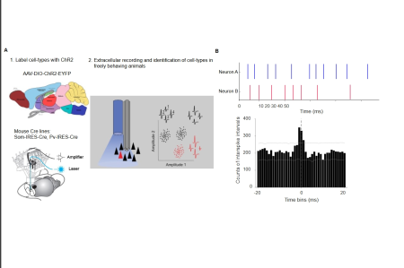 Left upper panel shows the genetic labelling of specific interneuron cell types with Channelrhodopsin2 molecule using the mouse Cre lines.