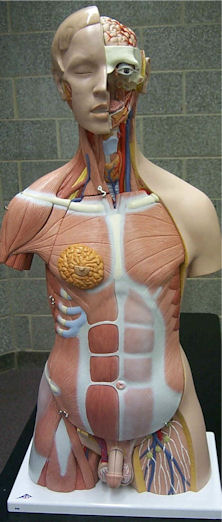 Head and Torso Model Photo (Front)