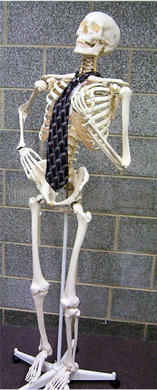 Adult Male Skeleton Photo