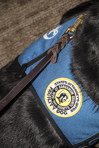 Service dog vest