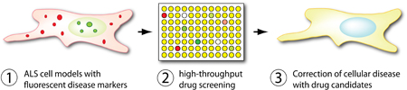 ALS cell model screening